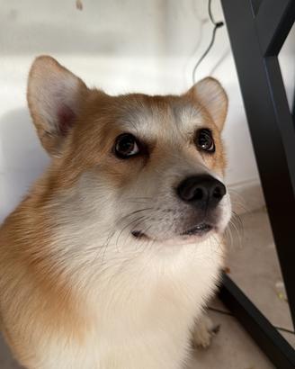 Corgi Maschio per accoppiamento