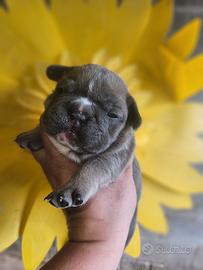 Bulldog francese
