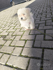 Cucciola Maltese