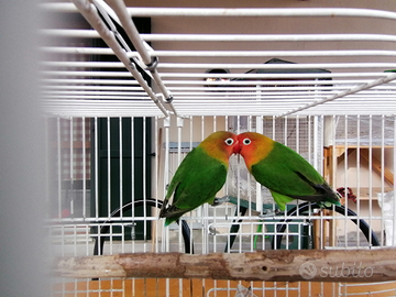 Inseparabili di fisher