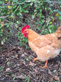 Gallina robusta lionata gallo