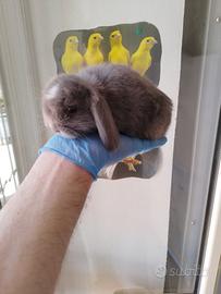 Coniglio nano ariete lilac (viola)