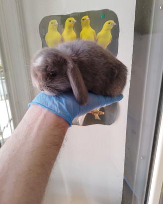 Coniglio nano ariete lilac (viola)