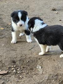 Cuccioli Border Collie
