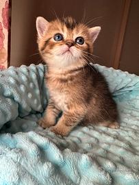 Cuccioli scottish