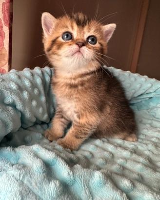 Cuccioli scottish