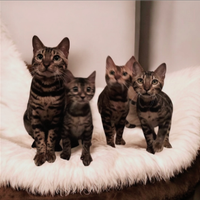 Cuccioli gatto Bengala