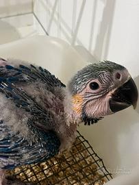 Ara Ararauna allevato a mano