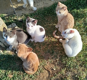 Gattini da adottare