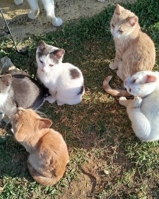 Gattini da adottare