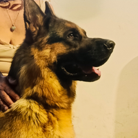 Disponibile per accoppiamento