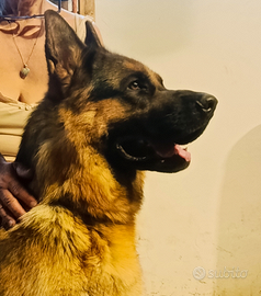 Disponibile per accoppiamento