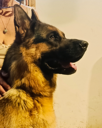 Disponibile per accoppiamento