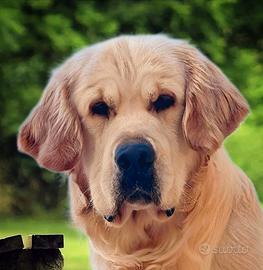 MONTA Golden Retriever maschio