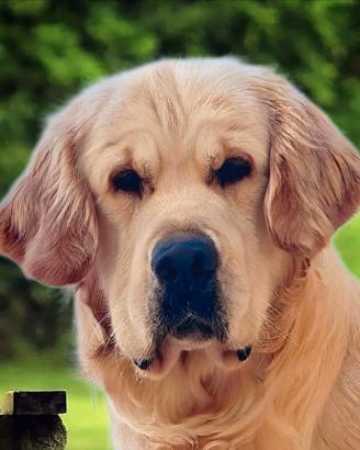 MONTA Golden Retriever maschio