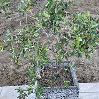 Ulivi piccoli in vaso