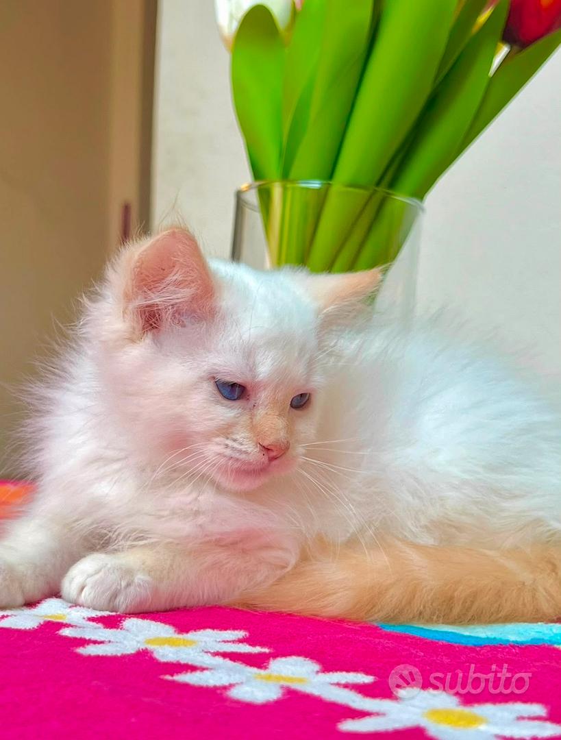 Cucciolo di ragdoll disponibile