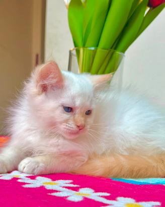 Cucciolo di ragdoll disponibile