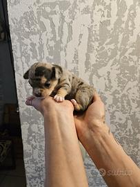 Chihuahua