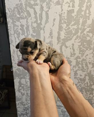 Chihuahua