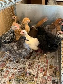 Pulcini e pulcinotti di galline ornamentali