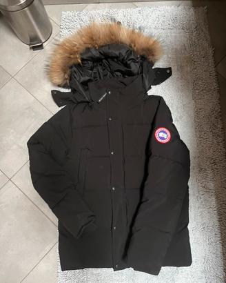 canada goose