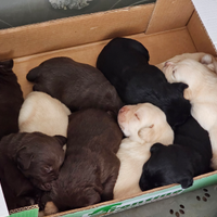 Labrador cioccolato, miele e neri