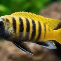 Ciclidi Malawi Pesci Gold Kawanga