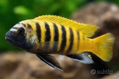 Ciclidi Malawi Pesci Gold Kawanga