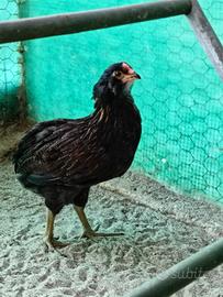 2 coppie Araucana tedesca selvatico melanizzato