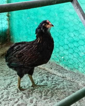 2 coppie Araucana tedesca selvatico melanizzato