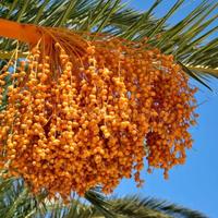 SEMI DI PALMA DELLE CANARIE GIGANTE