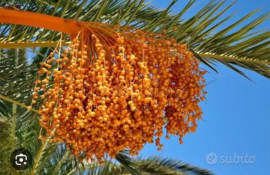 SEMI DI PALMA DELLE CANARIE GIGANTE