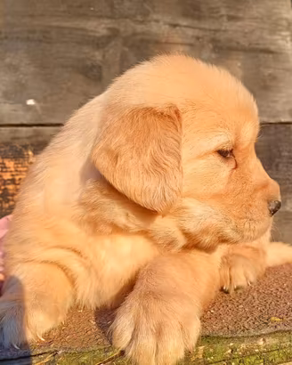 Golden Retriever