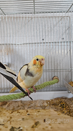 Calopsite allevate a mano