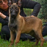 Cucciola di pastori belga malinois