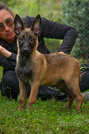 Cucciola di pastori belga malinois