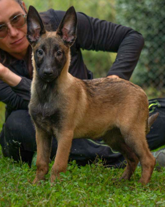 Cucciola di pastori belga malinois