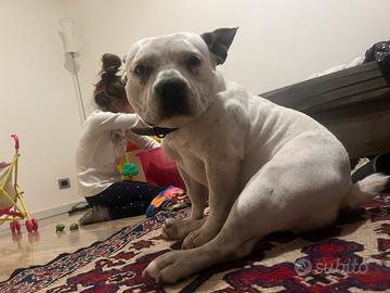 American Bully Pocket