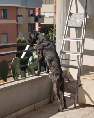 Boxer per monta