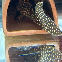 Hypancistrus sp L 136c