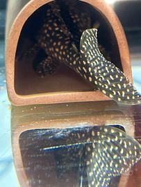 Hypancistrus sp L 136c