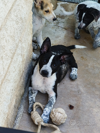 Cucciolotto mix border collie