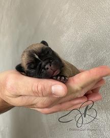 Cuccioli di Bulldog Francese