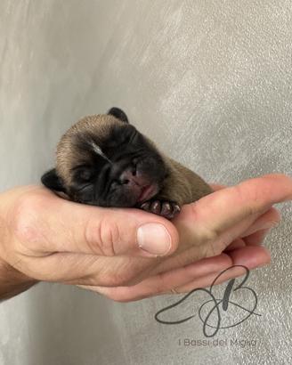 Cuccioli di Bulldog Francese