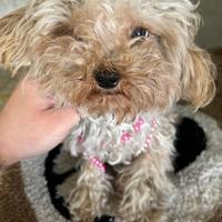 Barboncina mini mini Toy un anno e mezzo albicocca