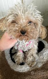 Barboncina mini mini Toy un anno e mezzo albicocca