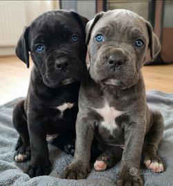 Cuccioli cane corso