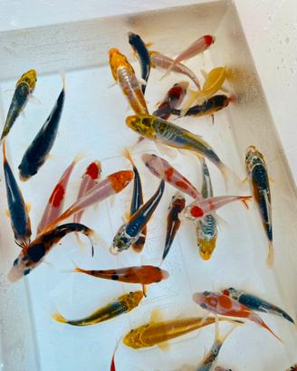 Carpe koi 7-14 cm mix