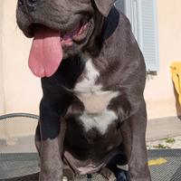 Cucciola di cane corso